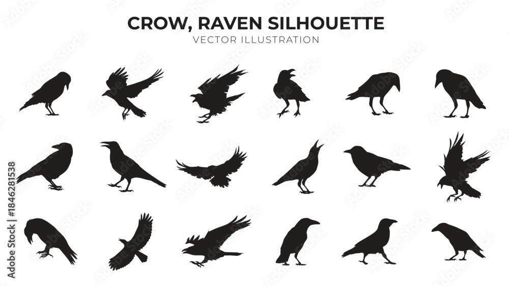 Fototapeta premium crow, raven silhouette vector illustration