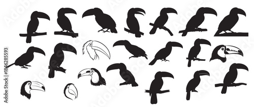 toucan bird silhouette white background