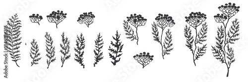 vector black and white illustration set of herbs plants and