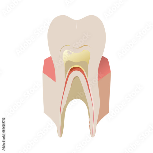 Human dental anatomy illustration with healthy tooth, root, enamel, and molar for medical health care