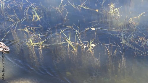 Ducks swimming between algae in the Seine river