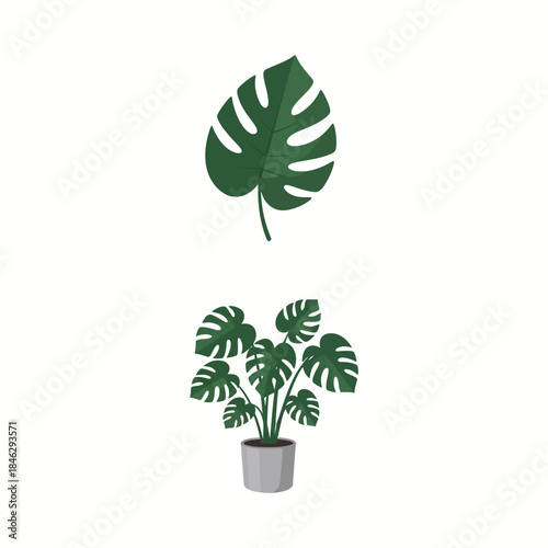 Monstera Deliciosa Plant - Tropical Greenery for Home Decor