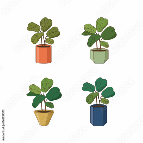 Beautiful Potted Fiddle Leaf Fig Plant for Home Decor