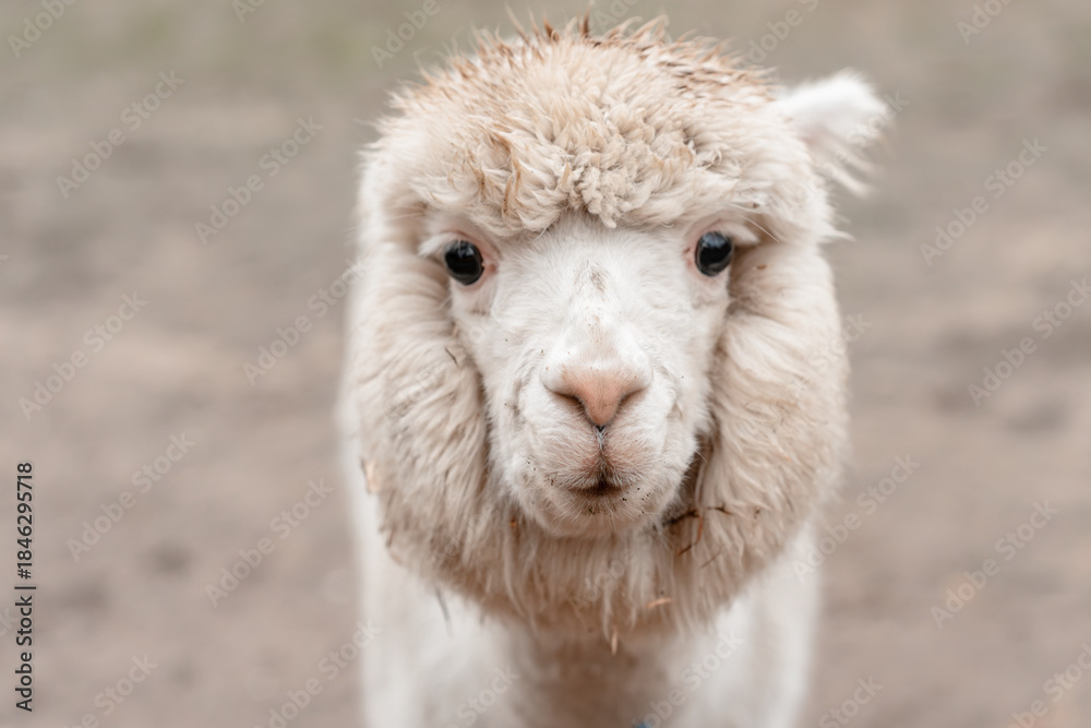 Fototapeta premium White alpaca on the farm