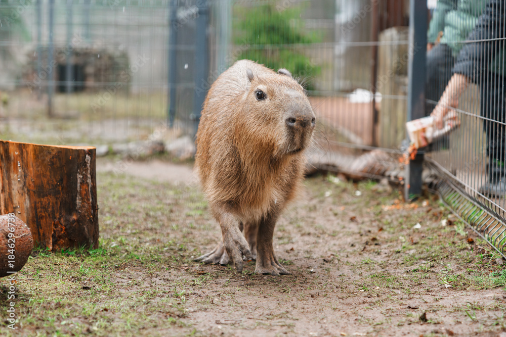 Fototapeta premium Capybara on the farm at the zoo