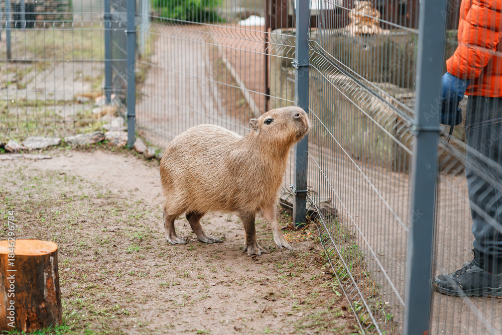 Naklejka premium Capybara on the farm at the zoo