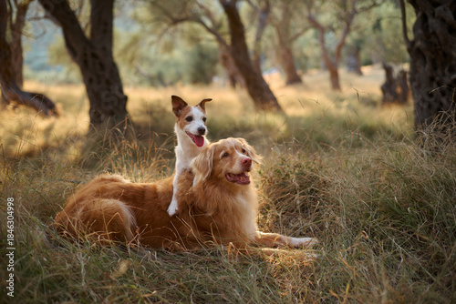 Wall Mural A Jack Russell Terrier stands with its front paws on a Nova Scotia Duck Tolling Retriever in tall grass
