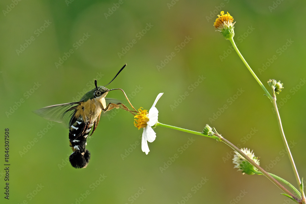 Naklejka premium humming moth sucking pollen at garden