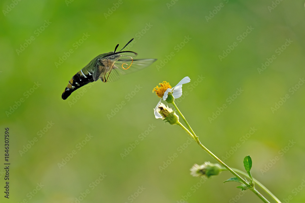Naklejka premium humming moth sucking pollen at garden