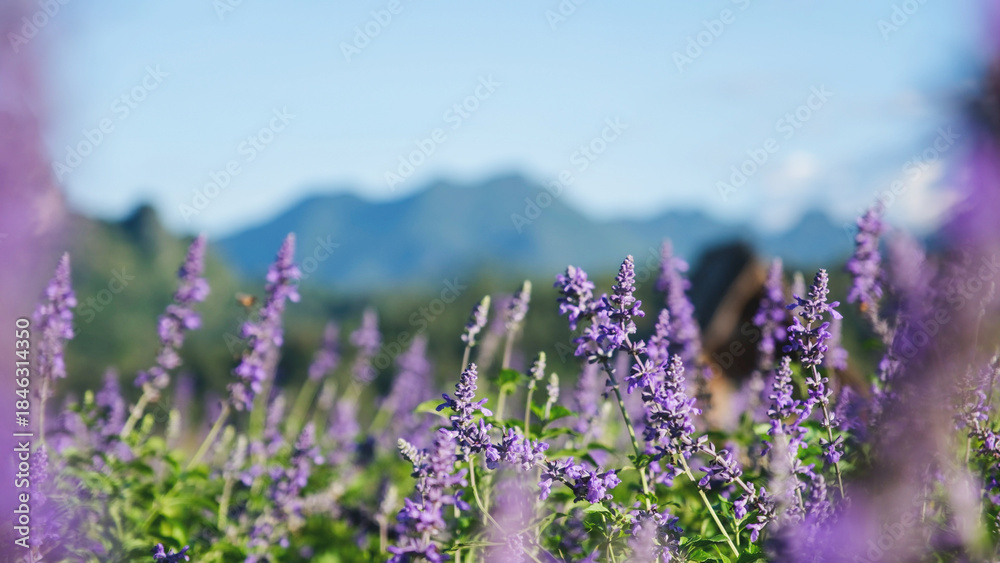 Obraz premium Closeup image of a beautiful purple Lavender flower field