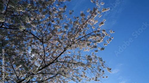 Blooming branch with white flowers of cherry blossom tree on spring blue sky background. Spring banner. Design for Easter day. Beauty spring sunny day.