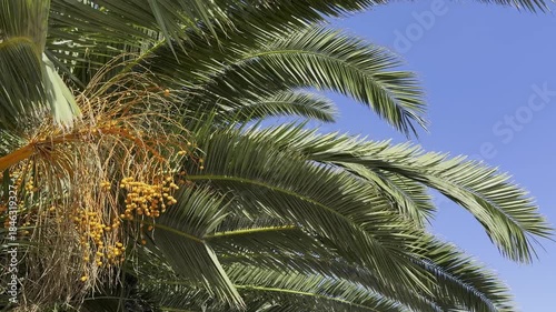 Bright HDR tropical scene featuring a palm frond with yellow dates against a vivid blue sky. High contrast highlights leaf texture and fruit, creating sunny, vibrant mood for nature and travel visuals