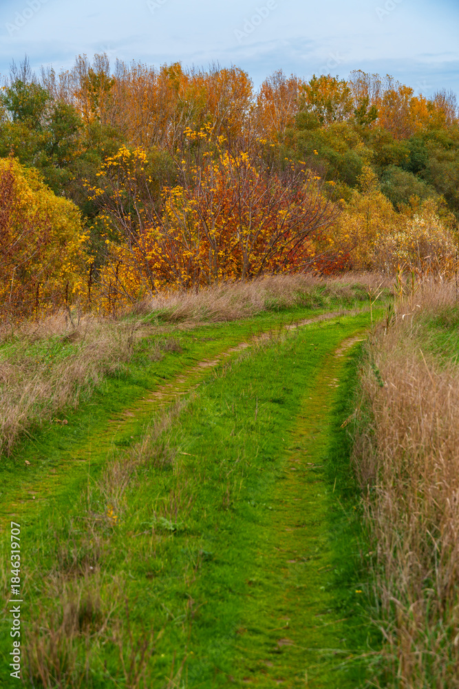 Fototapeta premium beautiful landscape of country road in autumn forest with bright yellow leaves on trees, cloudy weather