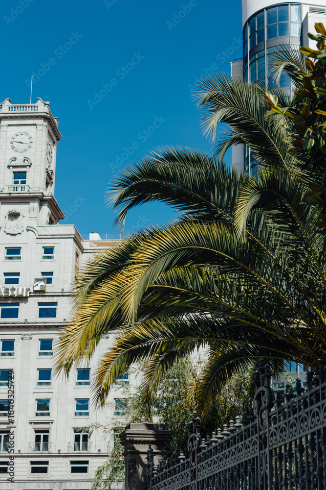 Fototapeta premium Palm Trees and Historic Architecture in Central Oviedo, Asturias