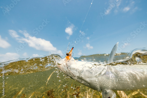 Photography Detailed photo of bonefish hooked on a fly