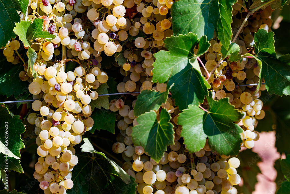 Fototapeta premium Ripe White Grapes on the Vine