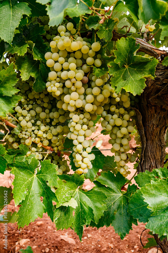 Fototapeta premium Abundant Clusters of Golden Grapes on the Vine