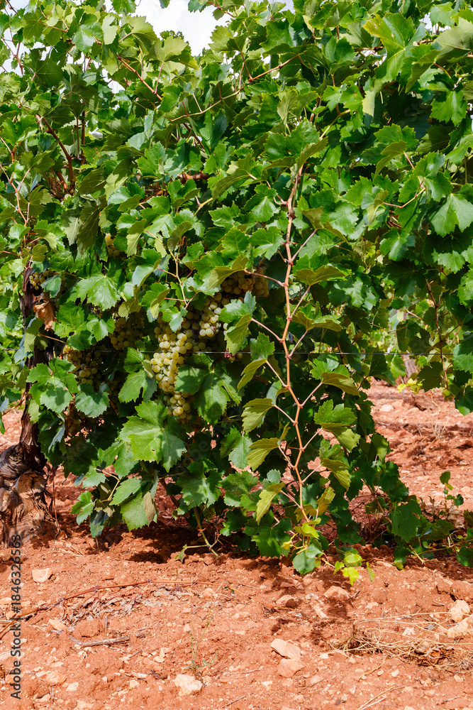 Fototapeta premium Clusters of White Grapes Hidden by Dense Foliage