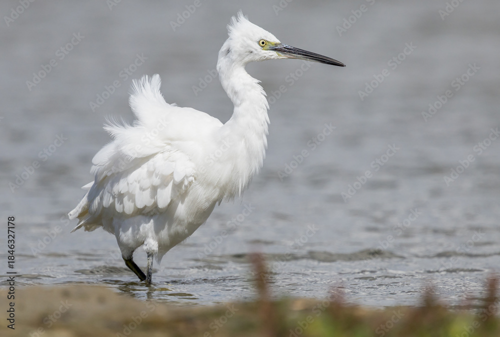Obraz premium The little egret (Egretta garzetta) is a species of small heron in the family Ardeidae. It is a white bird with a slender black beak, long black legs 