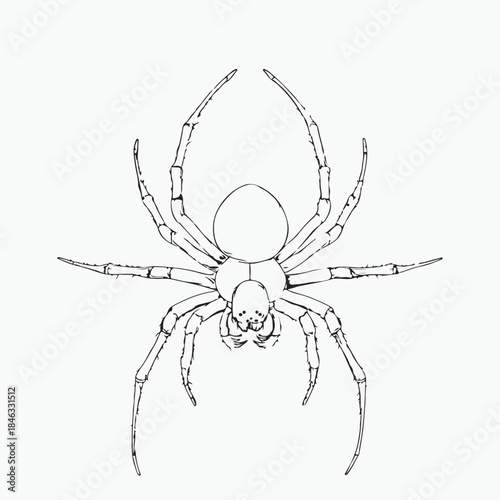 spider on a white background