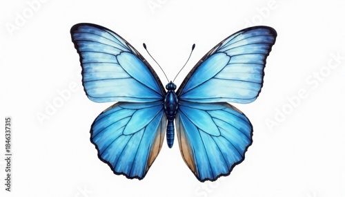 Gossamer blue butterfly, wings outstretched, soft watercolor wash, pure white , artistic, summer, art