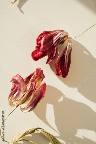 Still Life of Dried Tulip Flowers with Shadows