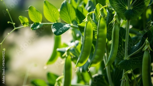 green beans in the garden, Green broad bean pods grow on plant stem. Young fava legume produce hang from branch ready for picking. Healthy organic food ingredient from garden.