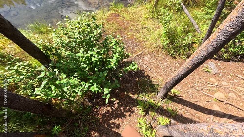 Herbert lake displays its peculiar green waters surrounded by a lush forest under a beautiful blue sky with some clouds, while hiking boots are approaching it