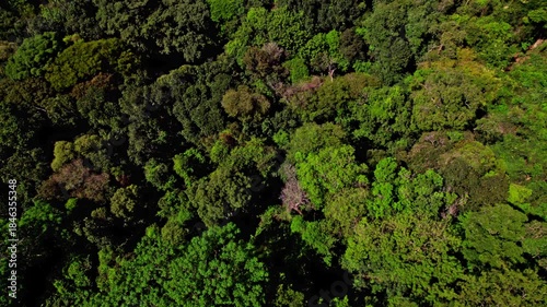 Beautiful Rio de Janeiro jungles Brazil