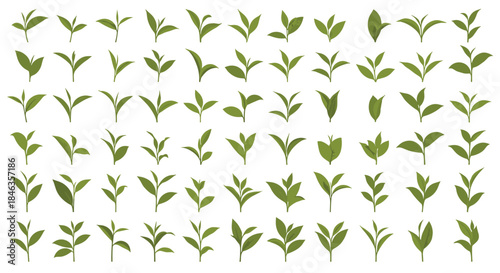 A diverse collection of fresh green tea leaves and young buds, ideal for designs related to healthy drinks, nature, and wellness concepts.