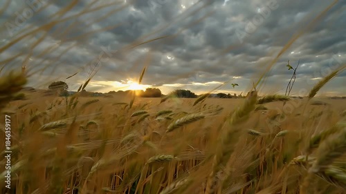 Golden Sunset Over a Wind-Swept Field of Tall Grass Beneath a Dramatic Cloud-Patterned Sky at Dusk