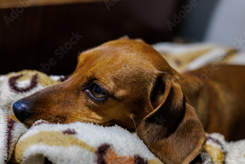 Close-up of a Cute Brown Dachshund Dog with Sad Eyes Resting on a Soft Fleece Blanket, Loyal Pet Portrait and Home Comfort Concept