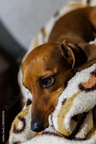 Close-up of a Cute Brown Dachshund Dog with Sad Eyes Resting on a Soft Fleece Blanket, Loyal Pet Portrait and Home Comfort Concept