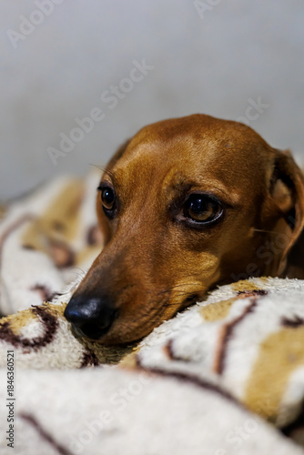 Close-up of a Cute Brown Dachshund Dog with Sad Eyes Resting on a Soft Fleece Blanket, Loyal Pet Portrait and Home Comfort Concept