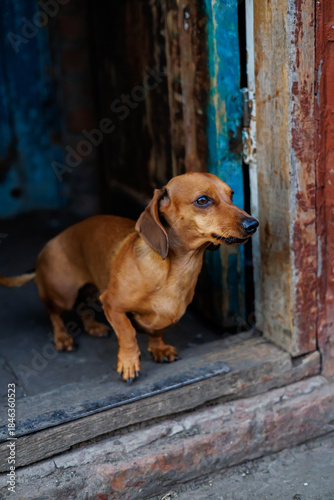 Close-up of a Cute Brown Dachshund Dog with Sad Eyes Resting on a Soft Fleece Blanket, Loyal Pet Portrait and Home Comfort Concept