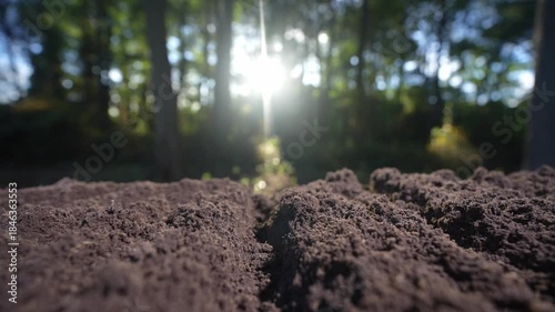 Fertile soil with natural earth background. Agricultural field with cultivated ground. Compost and organic fertilizer. Fertile land. Preparing soil for cultivation. Natural humus fertility.