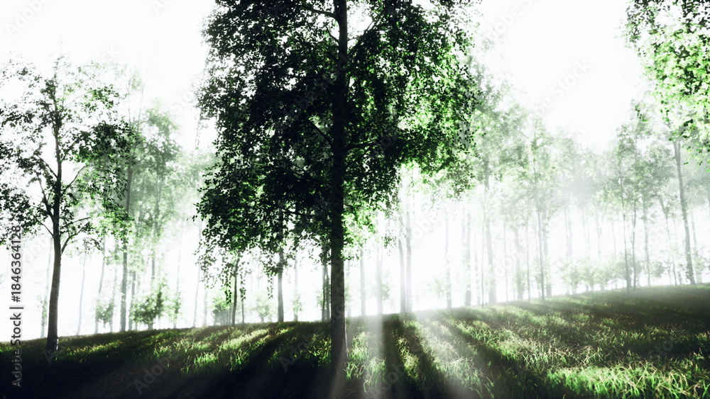 Obraz premium Sunlight streams through tall trees in a serene forest, illuminating the vibrant green leaves. The mist adds a magical touch to the peaceful morning scene filled with natures beauty.