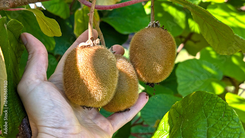 Hand holding kiwi fruits growing on a kiwi tree with lush green trees in the organic garden on sunny day