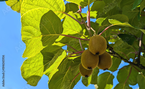 Close up of kiwi fruits growing on a kiwi tree with lush green trees in the organic garden on sunny day