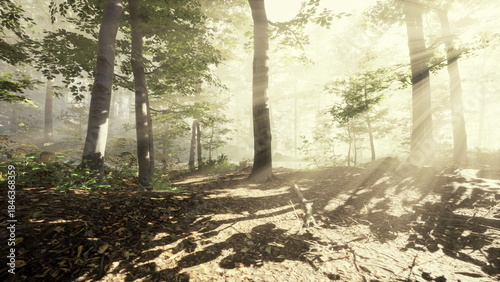 Photography Golden rays of sunlight pierce through a lush forest, creating a magical atmosphere