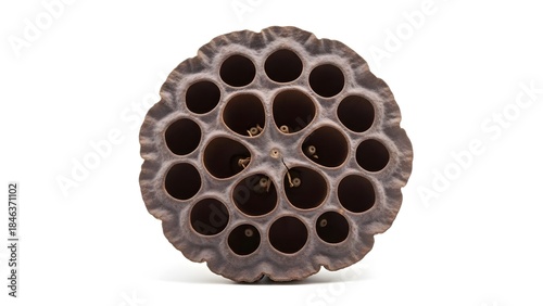 Detailed close-up of a dried lotus seed pod showing its intricate pattern of empty circular holes against a clean white background.