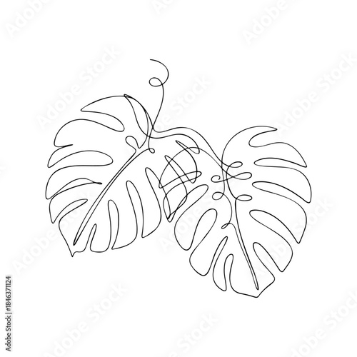 Continuous Line Art Drawing of Tropical Monstera Deliciosa Leaves Minimalist Style