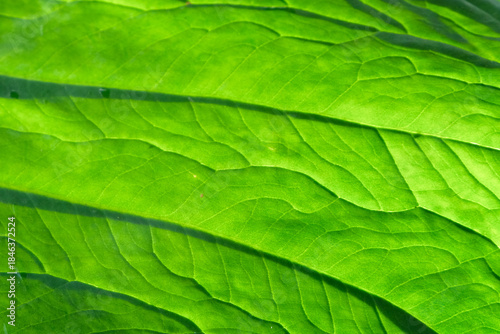 Abstract pattern and texture background of vibrant green taro leaf veins.. For graphic design, 3D rendering and banners