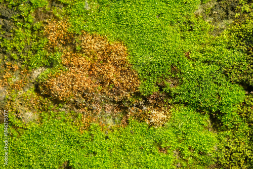 Abstract pattern and texture background combination of green and brown moss. For graphic design, 3D rendering and banners