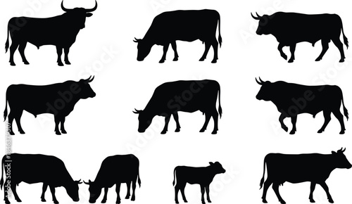 Black cow and bull silhouettes collection, farm animal icons showing different standing walking grazing poses isolated on white background