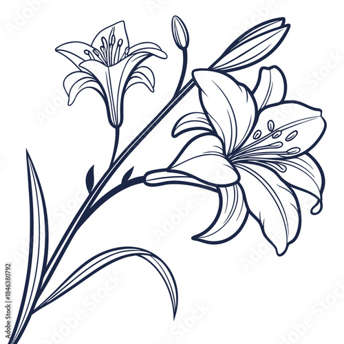 hemerocallis bonanza vector