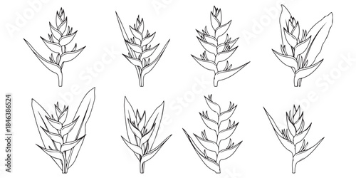 wheat ears vector