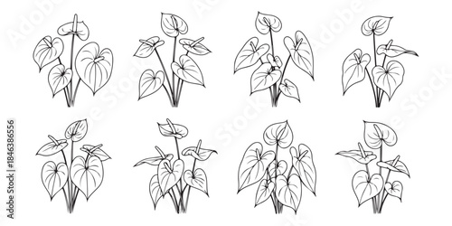 vector illustration of a tulip