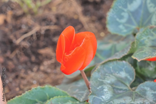 Red flower of cyclamen persicum in a garden, close up