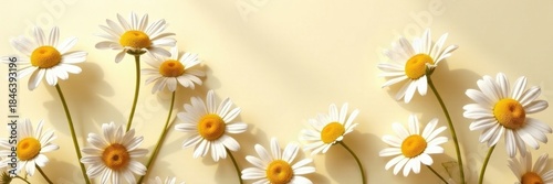 Elegant chamomile daisy pattern, sunlight shadows, beige background, summer, minimal